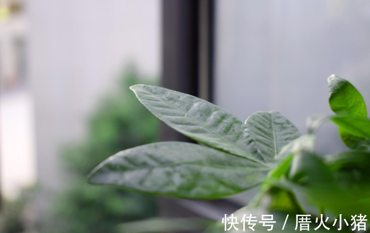 净化|发财树冬天过冬有3怕,避开就能安全过冬!四季常绿净化空气