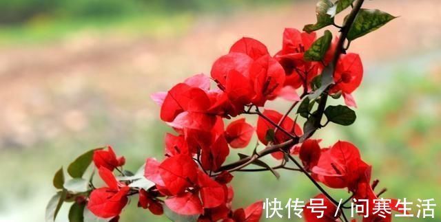 新芽|学会给三角梅“打顶”,小苗变盆景,一年四季花开满枝头