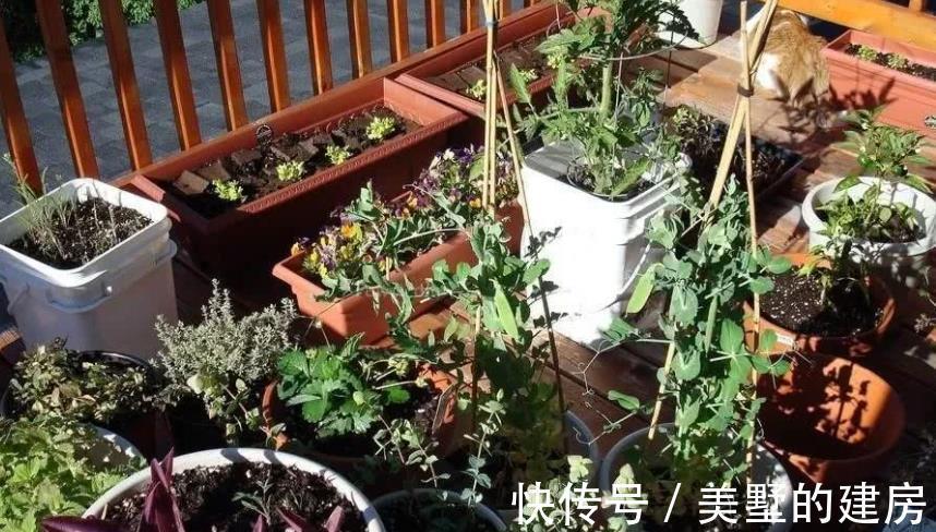 腐殖质|绿化带里的这种土是养花“极品土”，走过路过不能错过！