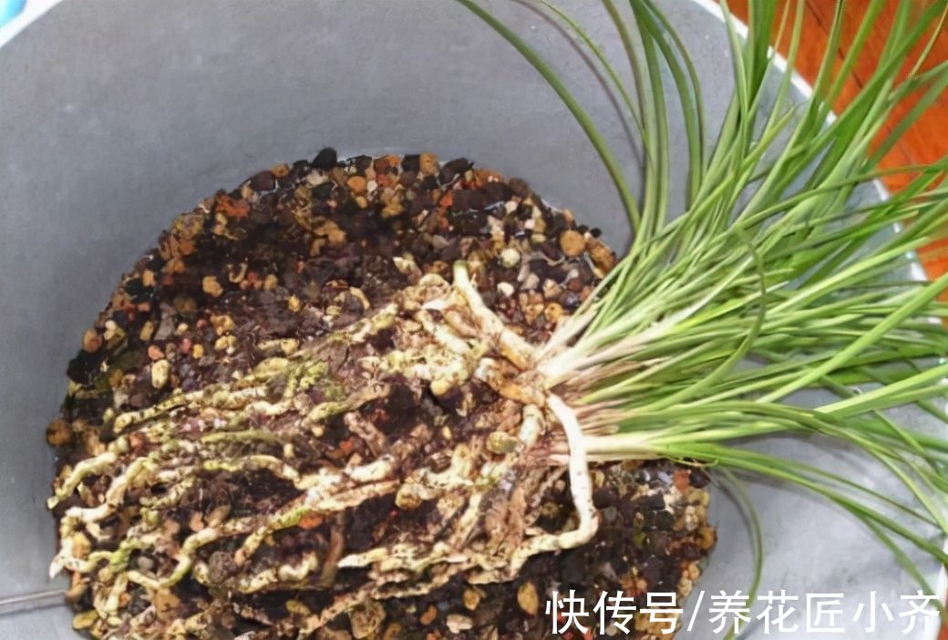 给兰花换盆,注意5个“要点”,保证兰花根系壮,后期长势旺