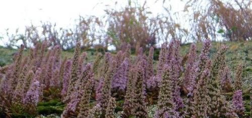 多肉植物|老家屋顶上若有“这种草”,可是“福气”,小心留着,很珍贵