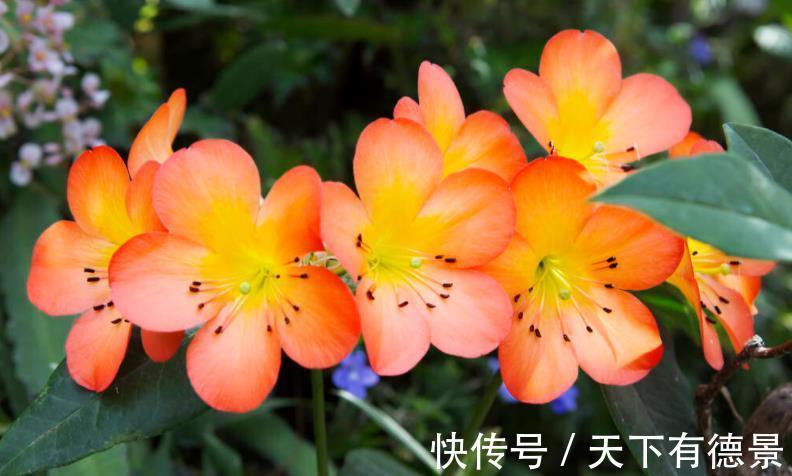 肉质根|8月该如何“唤醒”君子兰？照顾到这4点，盆栽9、10月开花早