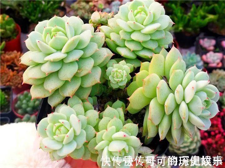 静夜静夜|6种多肉太难养,赶紧留个种,省得每年都要重新买!