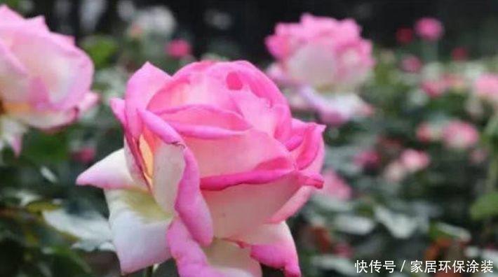 养花就养这几款,全年开花不停,花香四溢飘满屋,美爆了