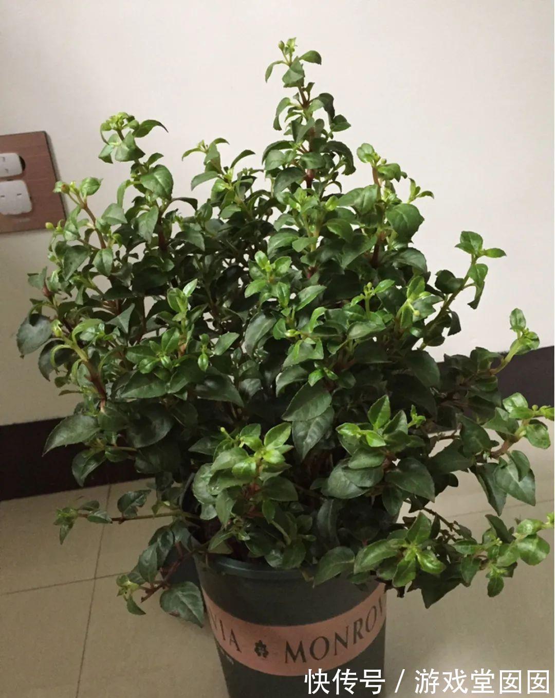 给花喷点它，叶片油绿茂密，花苞嘟噜噜冒出来