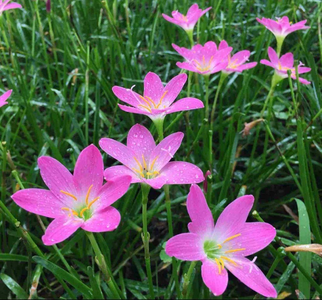 家门口的有毒花，千万别乱碰，有小孩的注意！