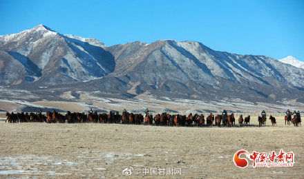 山丹马场|甘肃山丹马场：祁连山下万马奔腾