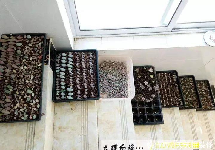 爸妈不在家,我在院子里疯狂种多肉,倍儿爽