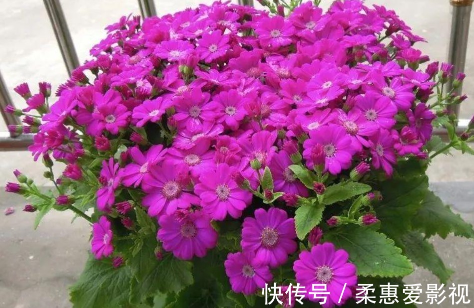 浇水不能有的4个“坏习惯”，新手赶紧改，否则土壤板结，易烂根