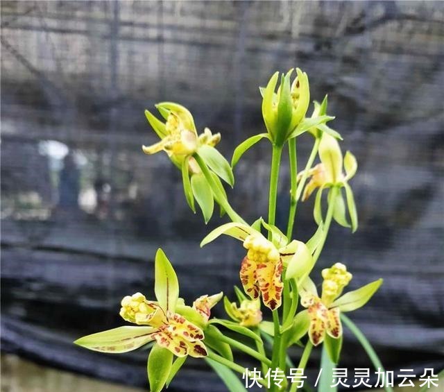 建兰|夏日养花,一定不要错过此兰,花量大,花香浓,花迷抢着买!