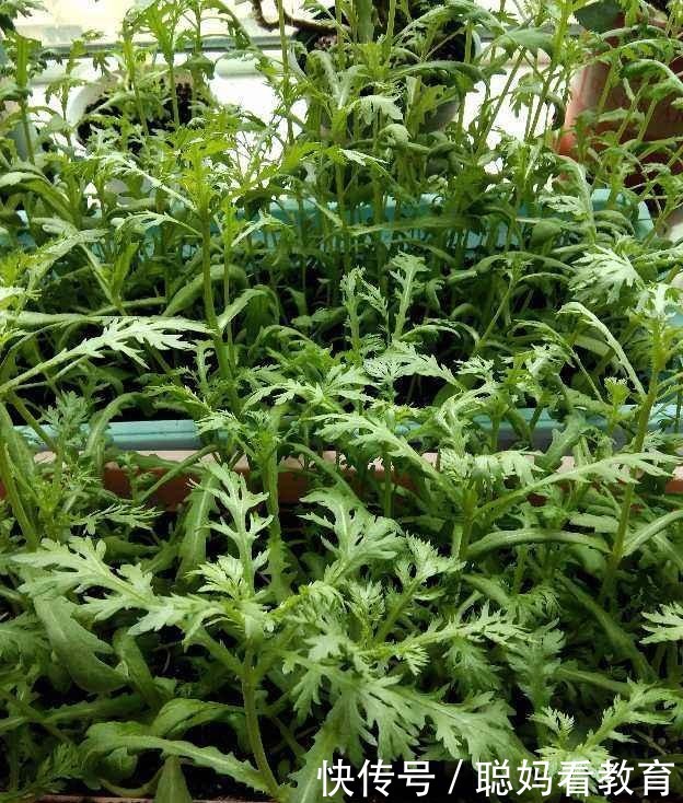 需要焯水的蔬菜,焯一下口感更好,脆嫩好吃颜色漂亮