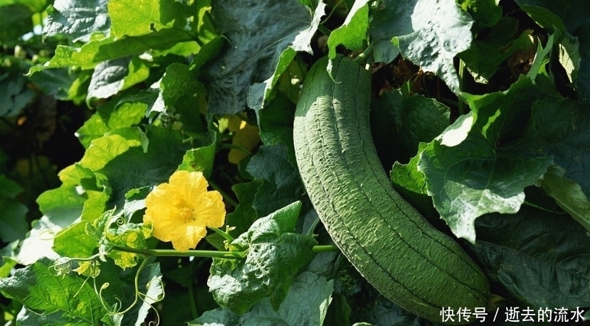 很多人当垃圾扔掉的丝瓜籽,如今一斤60元,是民间常用的中草药