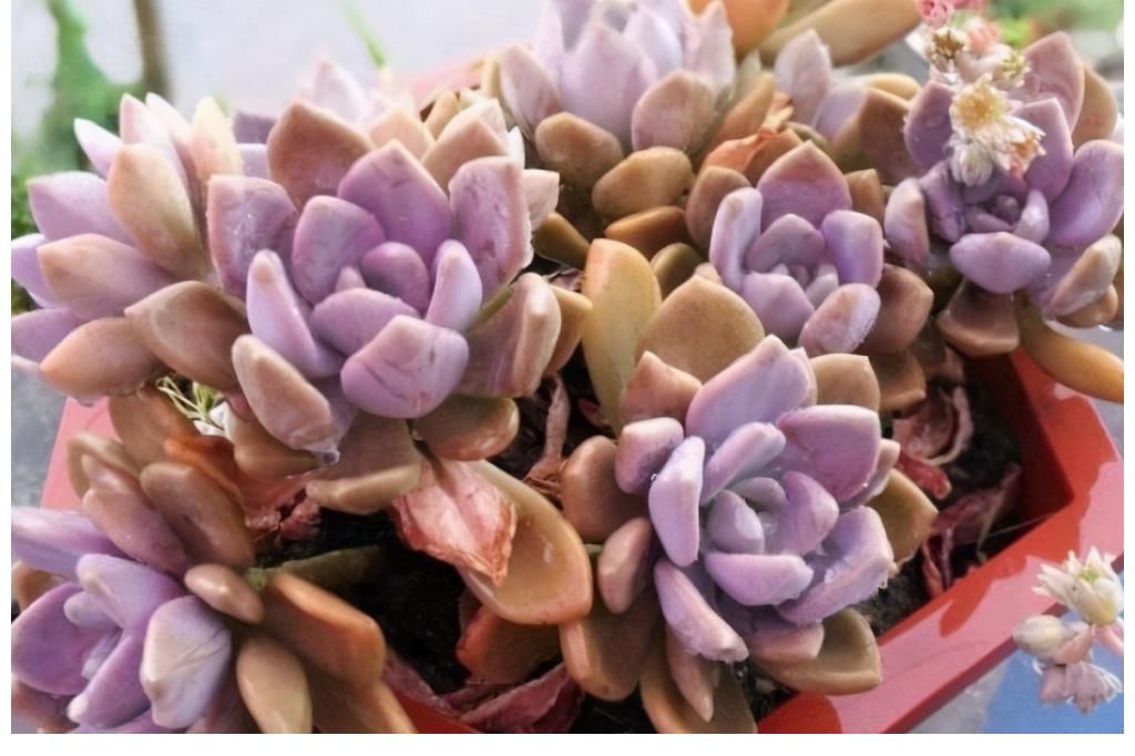 冬美人|很难养死的5种多肉植物，适合新手养
