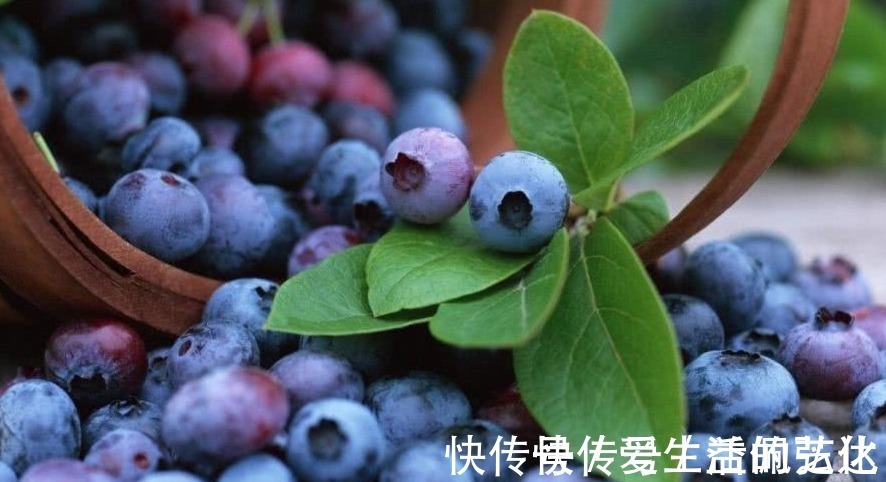 乳酸菌|女人常吃以下6种食物,能美容养颜、增强免疫力,早知早好