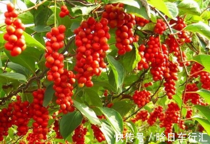 农村|农村常见的“小红果”，竟是镇咳祛痰，止咳的良方，你认识吗