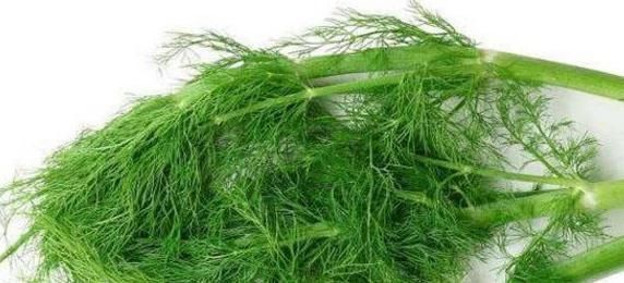 饺子|用一物包的饺子好处多多,几大养生妙用,效果让你受益无穷