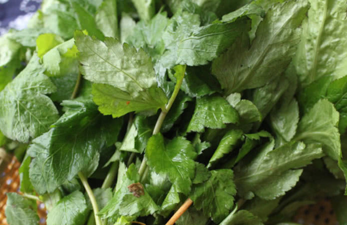 营养|这种野菜营养非常丰富，但是吃过的人不多，不知道你有没有见过呢