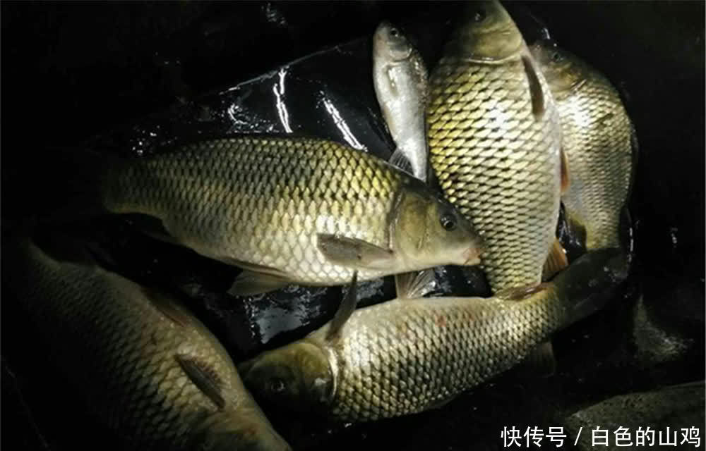 关键|夏季夜钓选漂和调漂经验,选漂、调漂只是基础,抓准漂相才是关键