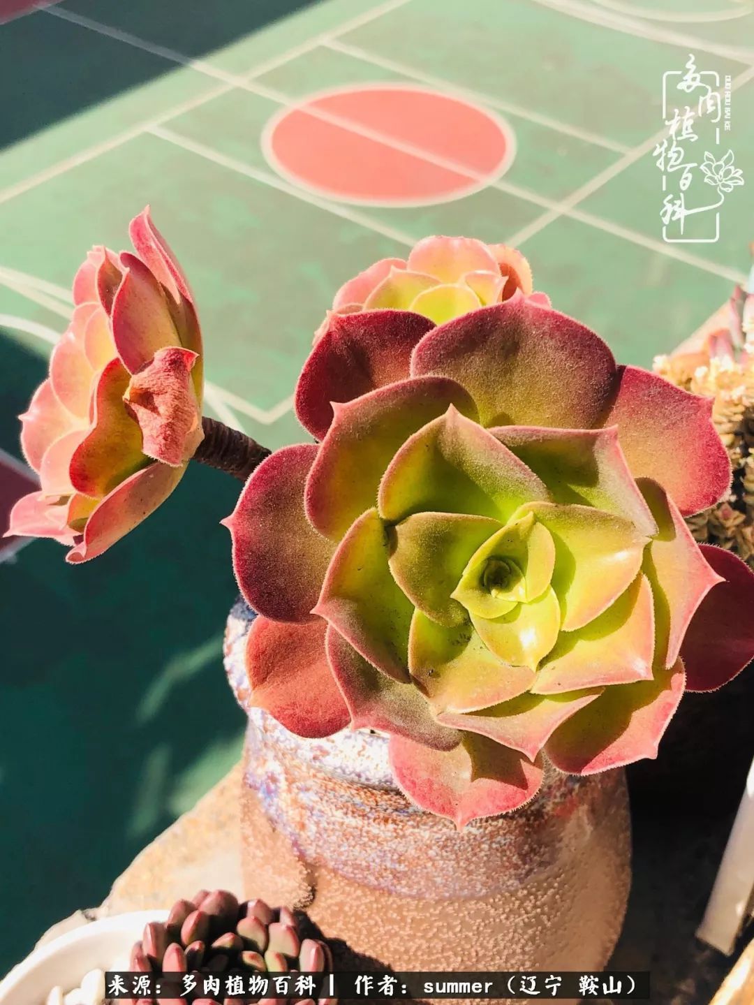 活着即是王道!我和我大东北的多肉们!