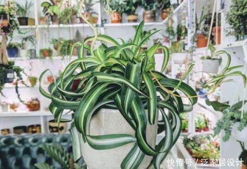 吊兰|很贵的“高档吊兰”,养起来太容易,现在沦为“白菜价”