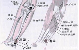 五脏六腑之大主 手少阴心经