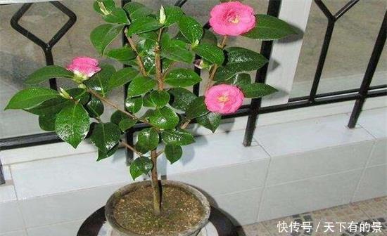 田园土养花，十有八九养不活？那是你不懂“四原则”