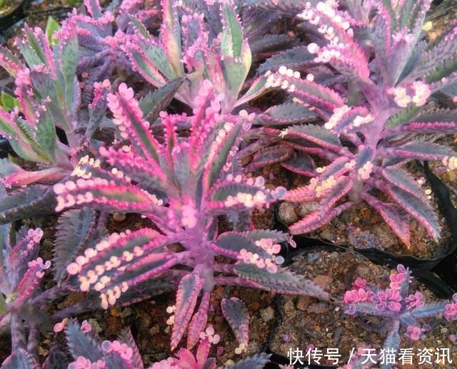 贱花|养花就养3种“贱花”,耐热耐晒更耐旱,满屋都飘香,夏天也爆盆