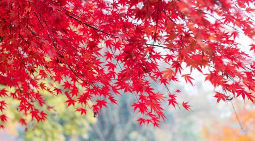  人生|蒋捷这首《少年游》被严重低估了，可以媲美那首听雨词，同样伤感