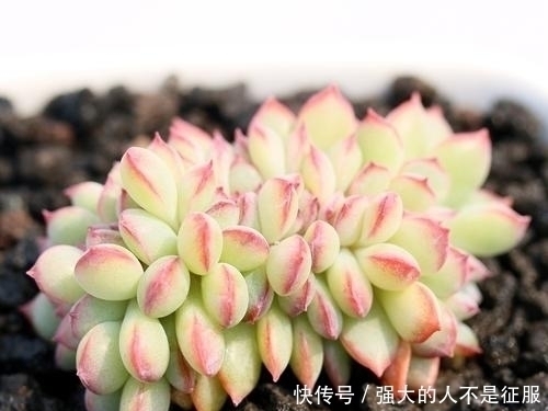 花友|养多肉不用专门买肥料,3种废弃物简单处理,变成多肉最爱的养料