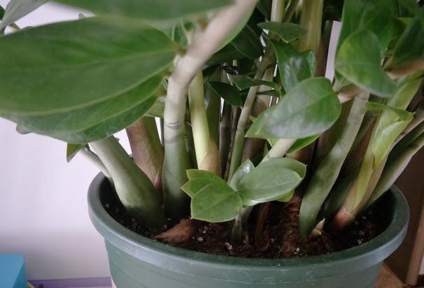 这些镇宅盆景摆放在客厅，可让人身心愉悦，最受富人青睐