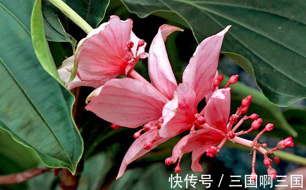 别再被割韭菜了,此些网红花白给都不要,看到就要躲得远远的