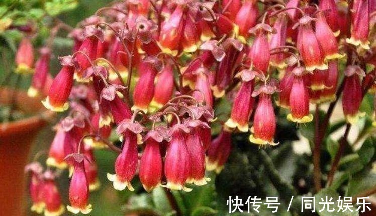 蕙兰|几种花卉，花期超长花量大，一年四季花开不停，一盆千百朵