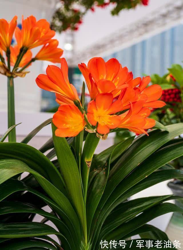 琴叶榕|6种能养人的花，越养越有“好运气”，建议养一盆