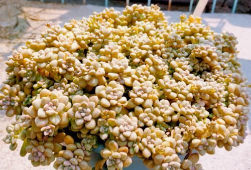 给大盆的丸叶姬秋丽多肉换盆是个技术活，弄不好它的叶片就会掉光