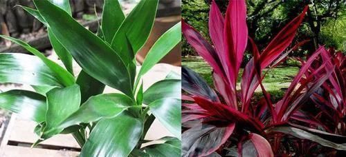 朱蕉|朋友在路边买到紫色叶子的“富贵竹”,养几天叶子全黄了