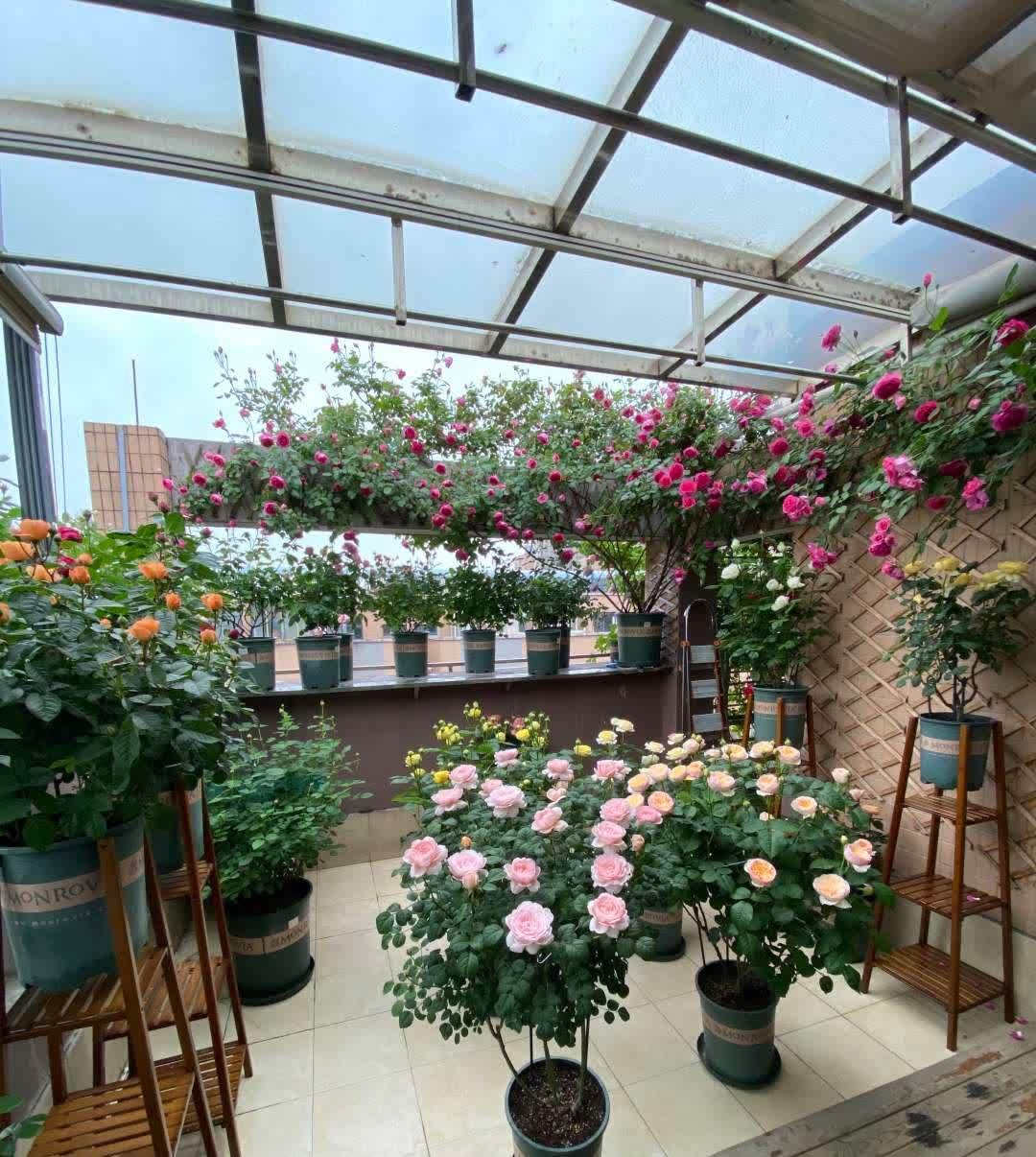 “最累”的8种花,花开连续几个月,一次开花几百朵