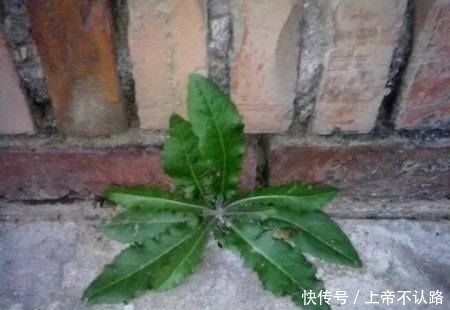 農(nóng)村|農(nóng)村一種“牛舌頭”野菜，不僅是個好食材，而且用途也很多！