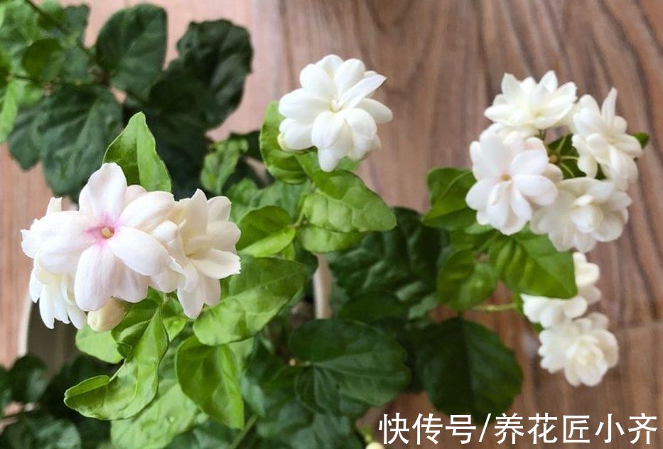 茉莉花秋末要“会养”，否则冬季黄叶落叶，春季难恢复