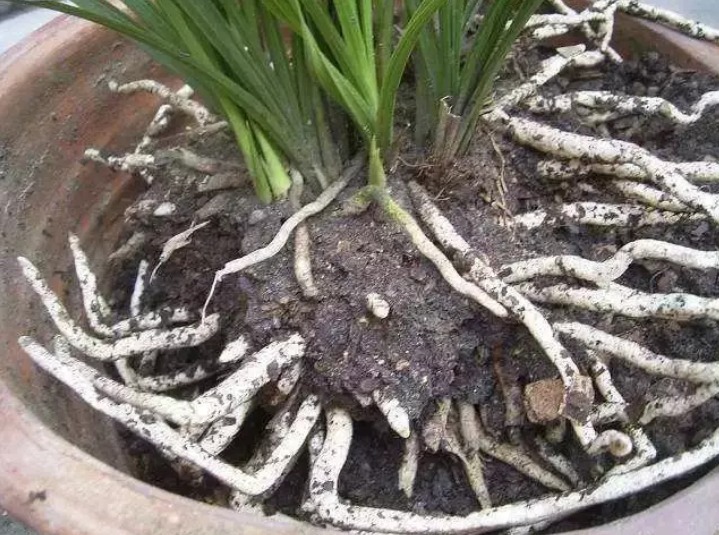 养君子兰,花盆里埋上两种东西,不花钱肥效好,花开艳丽