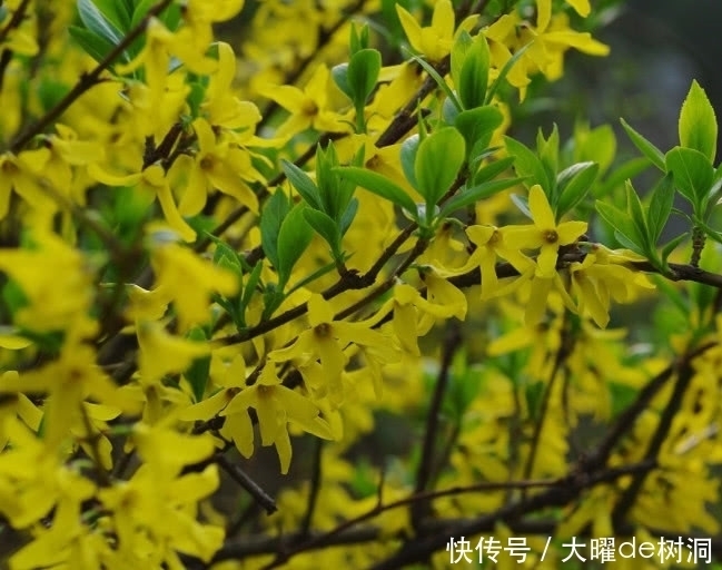 帮你忙|油脂性皮肤烦恼多,巧用这种叶子就能帮你忙,不仅祛痘还去肺火