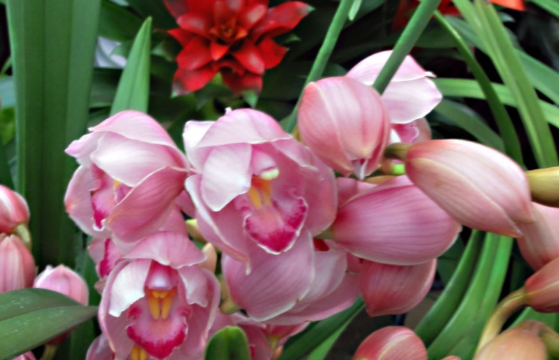 家里一定要养这3种花，养在客厅上档次，花美色艳，花儿轻松开爆