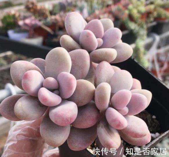 肥厚|推荐几种叶子肥厚的多肉，长势旺盛颜色靓丽，适合新手花友