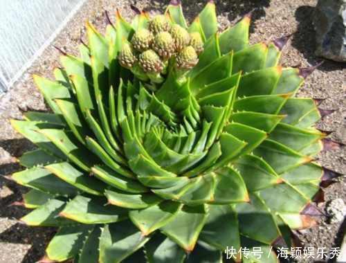 1盆芦荟1万2,你见过?一活就是50年,花友:值这个价格