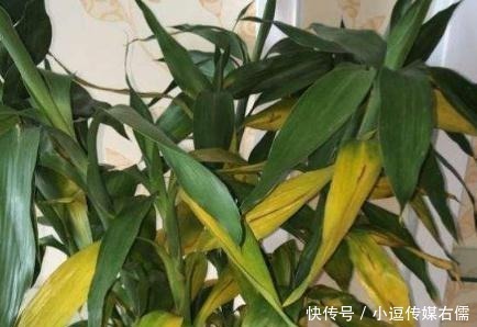 绿萝、富贵竹叶子发黄?听内行人说才晓得,是放错了位置