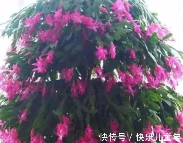 蟹爪兰开花期间叶片干瘪发蔫,花苞打不开,是什么原因造成的