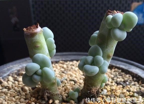 桃美人不爆侧芽,砍头时多做一步,一个月侧芽不断冒出!