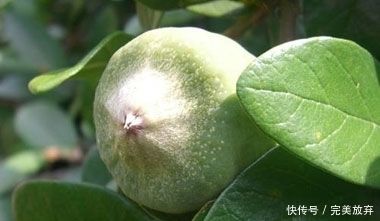 喜欢|吃货最喜欢的水果,长得丑还卖的贵,尤其是第四种!