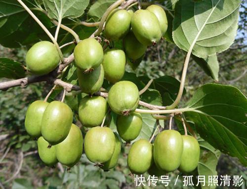 果树|阳台别光养花草,种2棵果树,沾土就能活,新手也会养