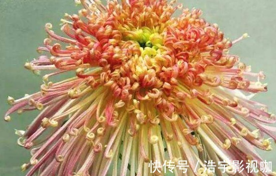 喜欢养菊就选“盘龙景色”,花姿卓越,光彩照人,观赏性价值极高