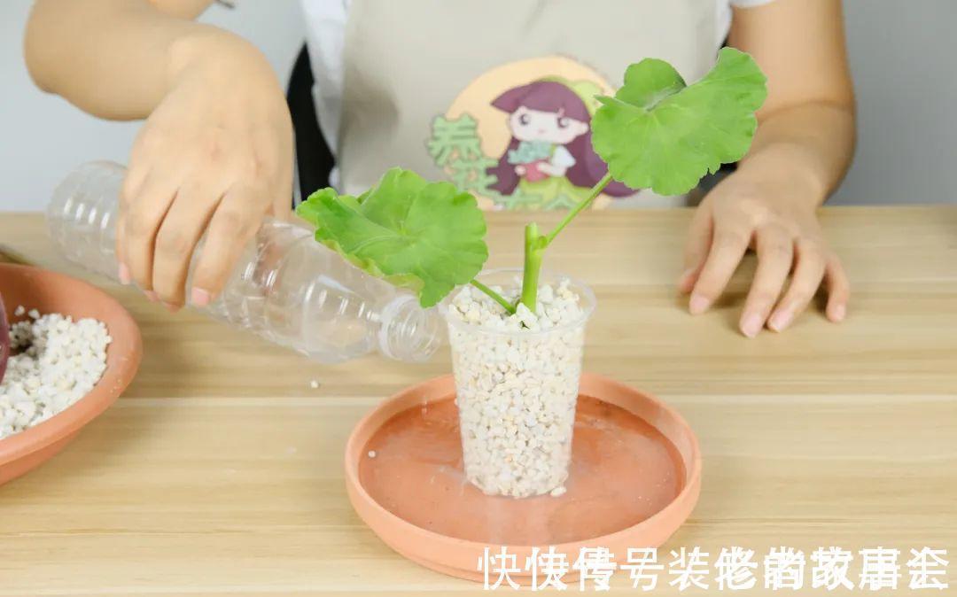 花量|6种花别养老桩,越老越不开花,赶紧扦插备份